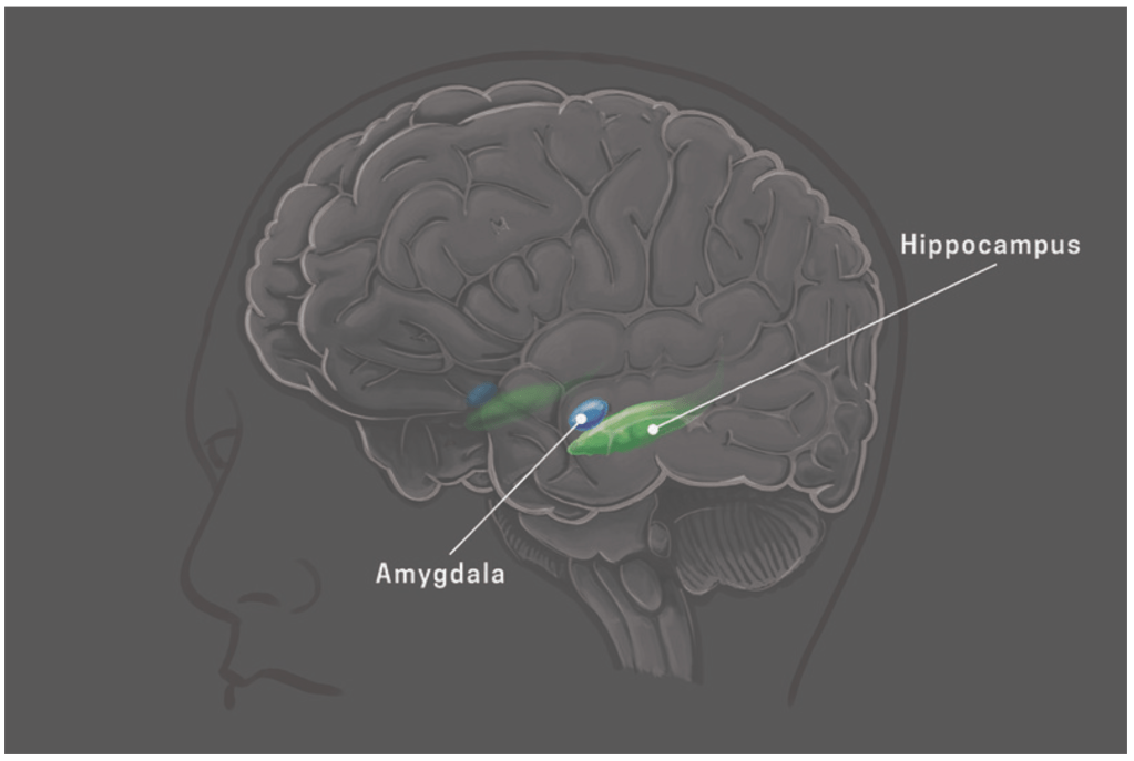 Comprendiendo el Consumo de Drogas: Aportes de la Neurociencia en América&nbsp;Latina